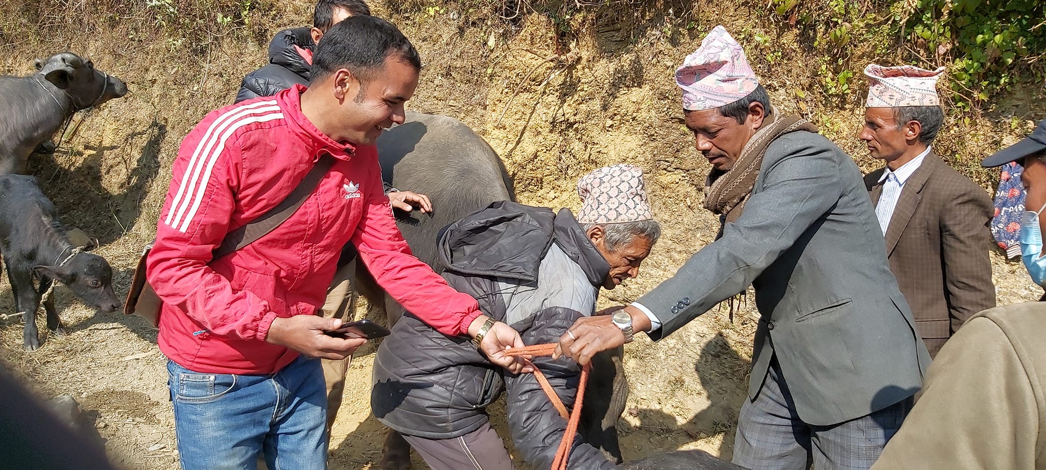 १२ किसानलाई दुहुनो भैंसी